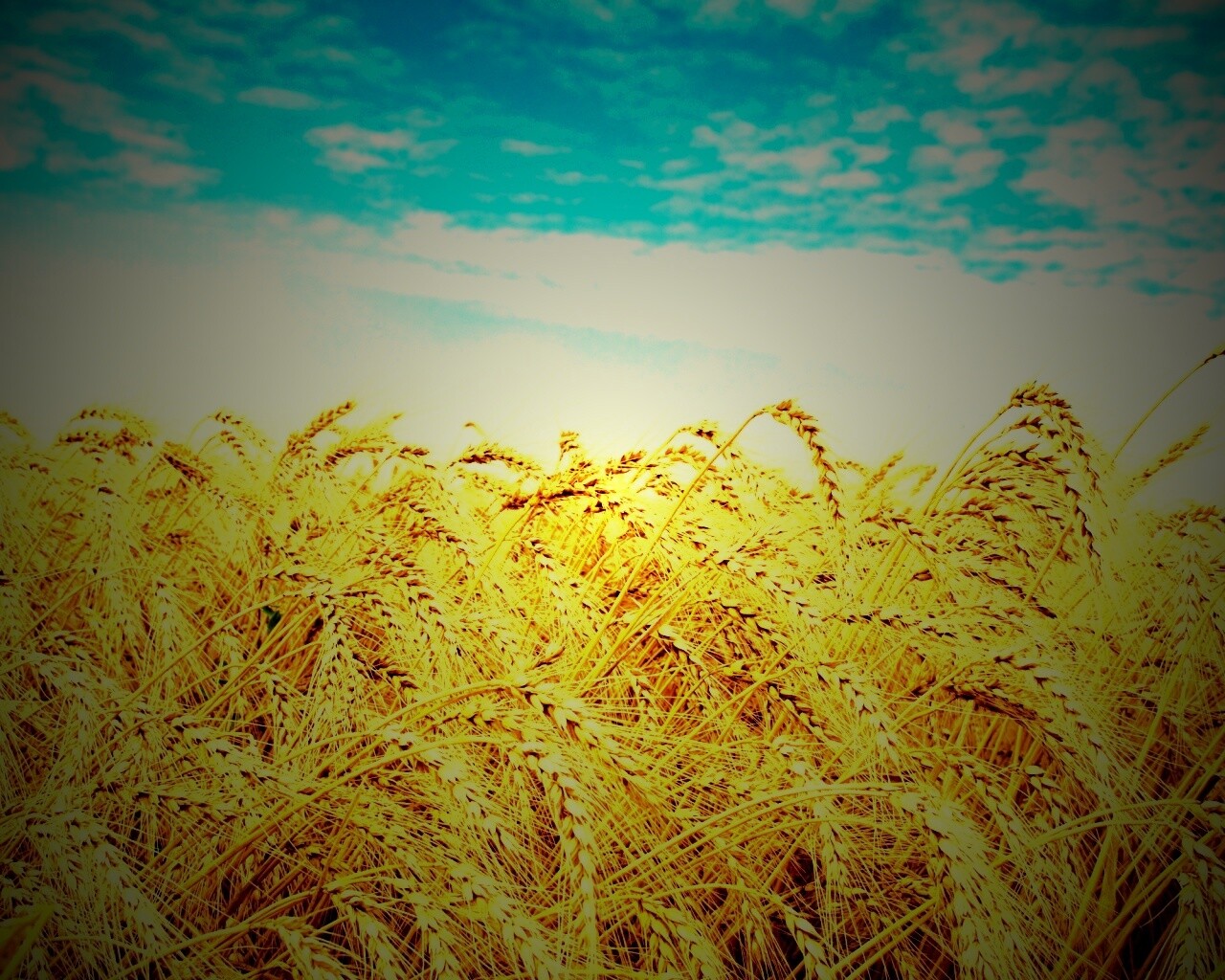Колосья в поле обои