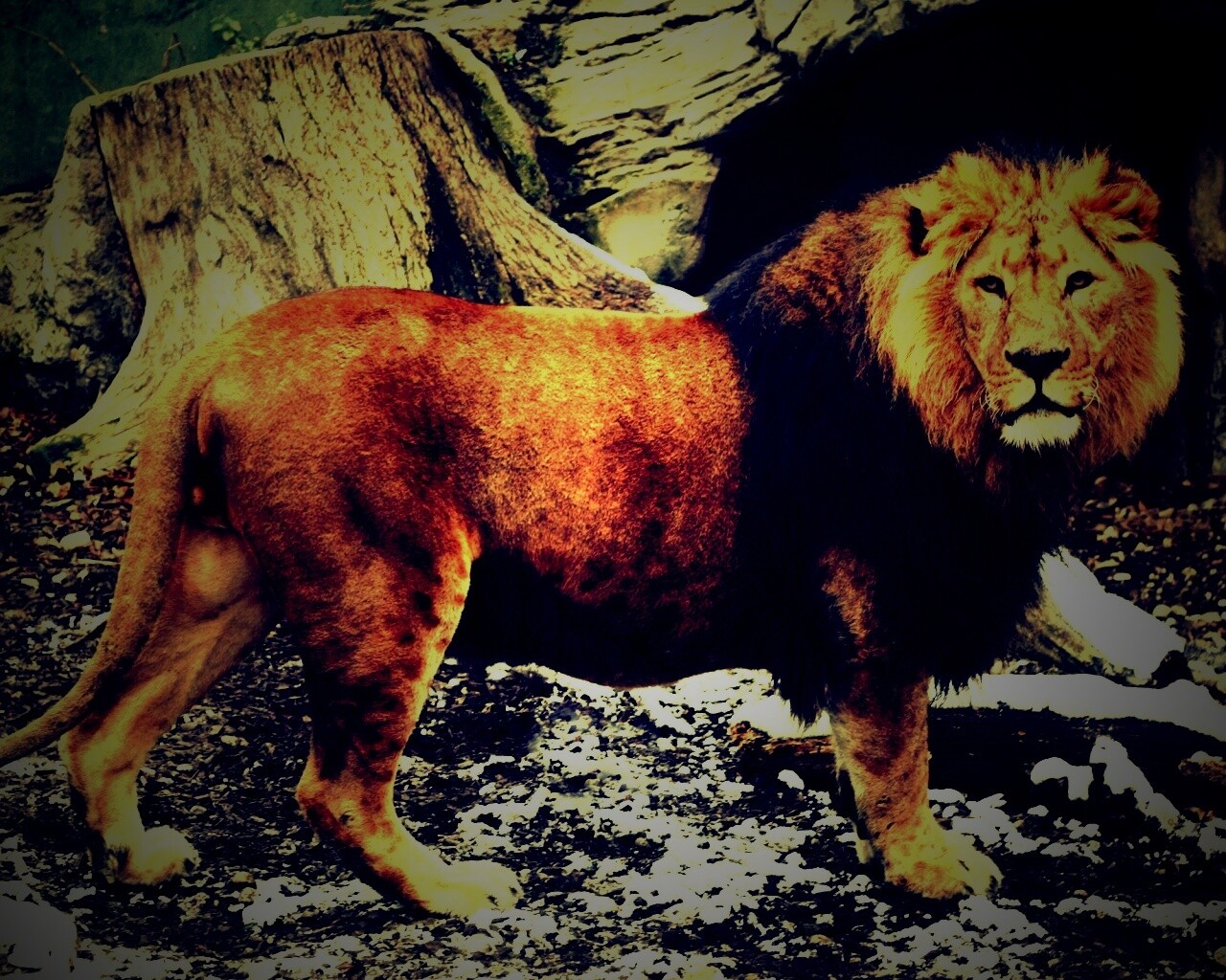 Красивый лев в лесу обои