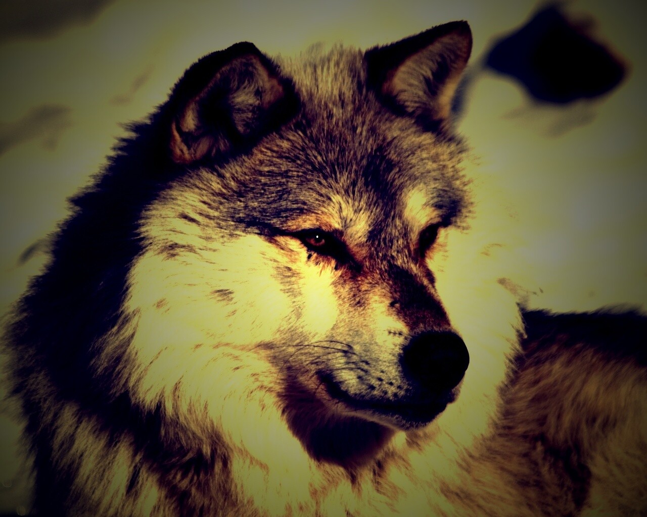 Лайка на снегу обои