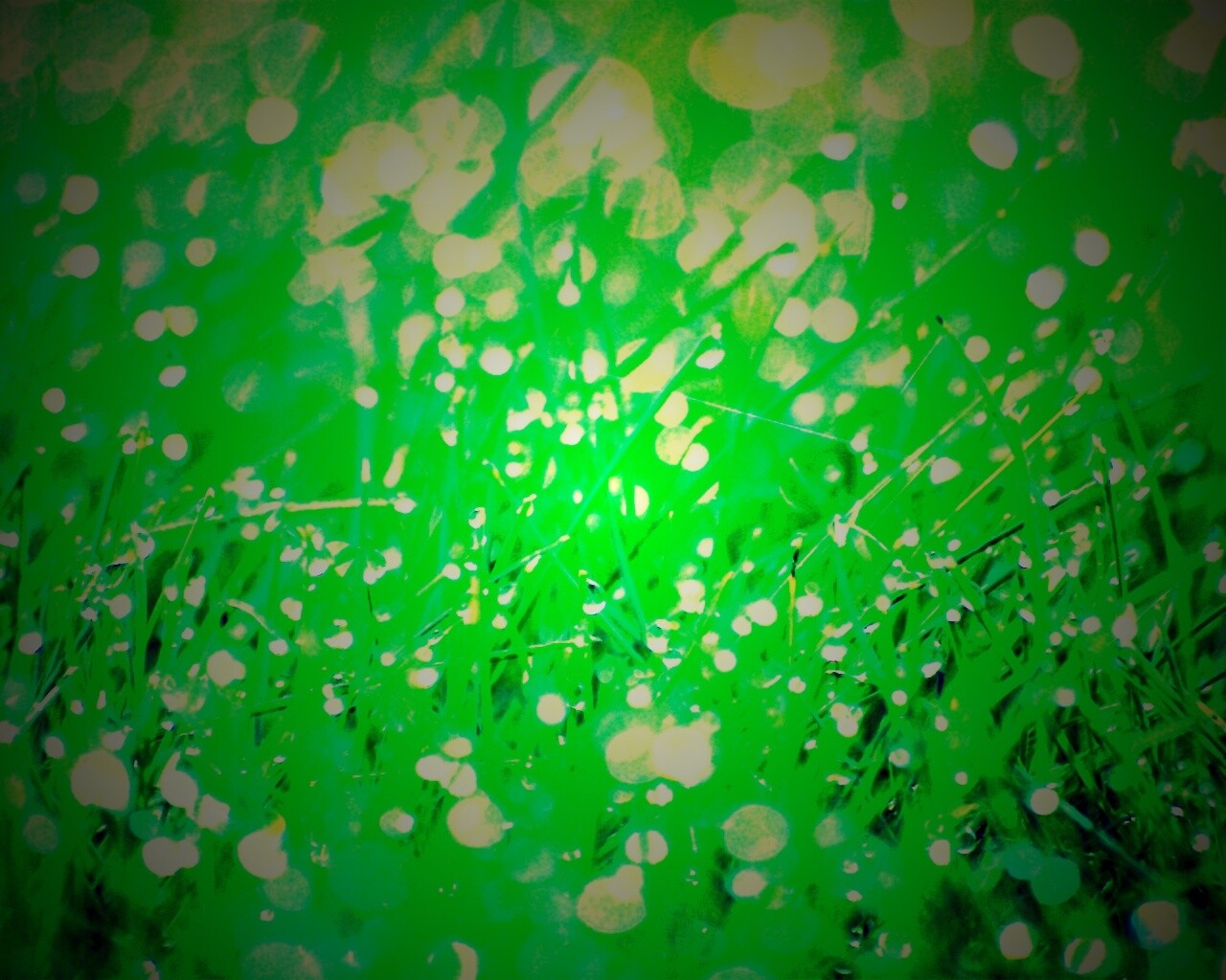 Трава в росе обои