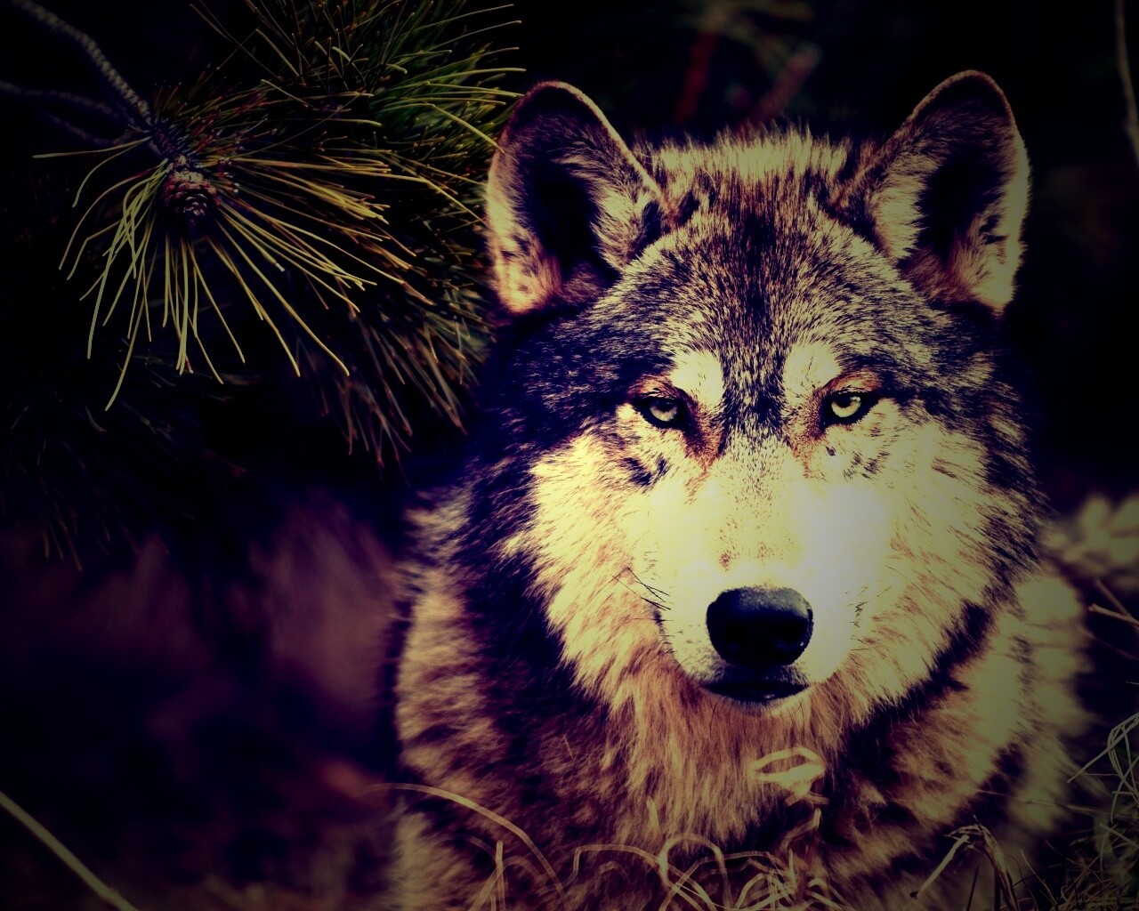 Угрюмый волк обои