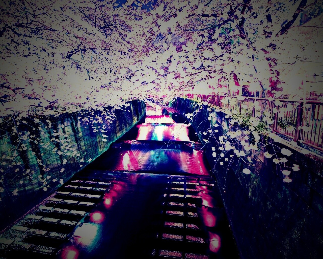 Река и цветение сакуры обои