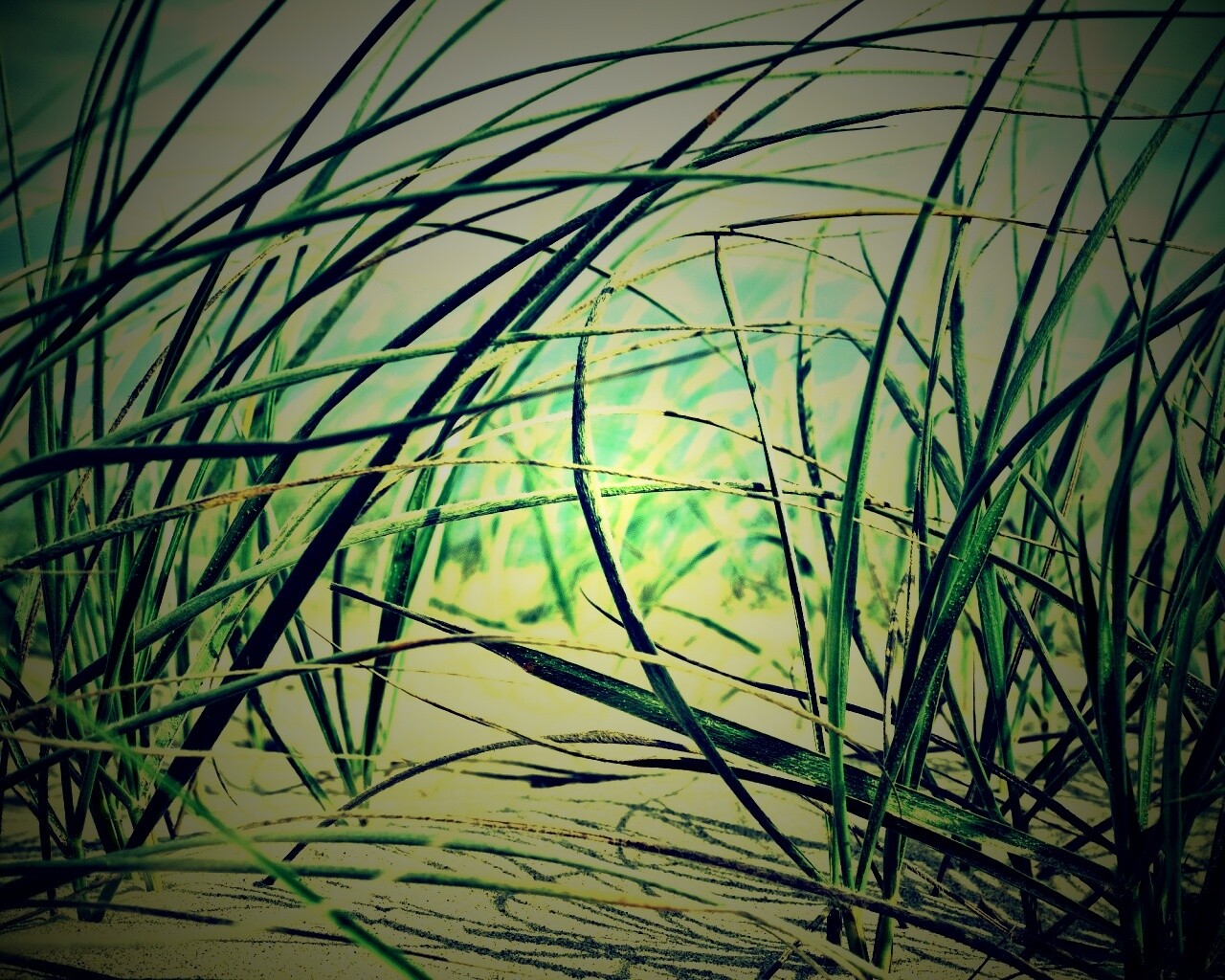 Трава на песке обои