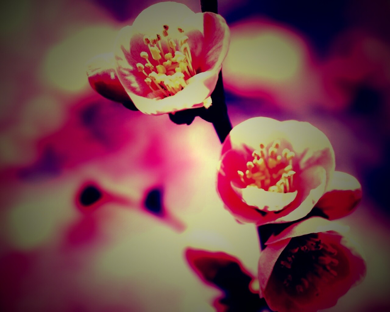 Великолепный цветок обои