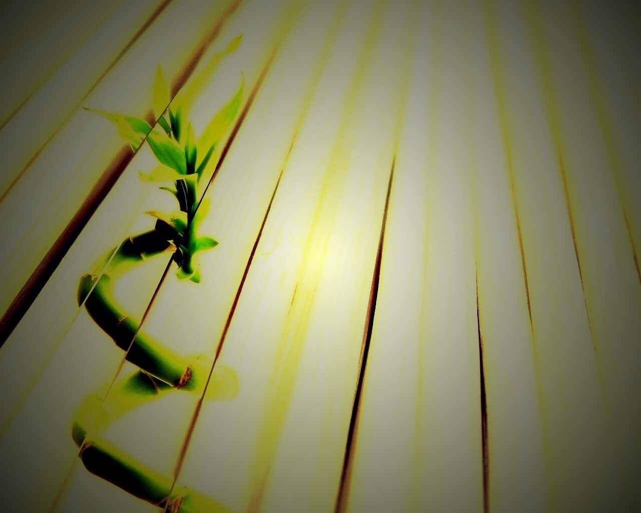 Белый росток обои