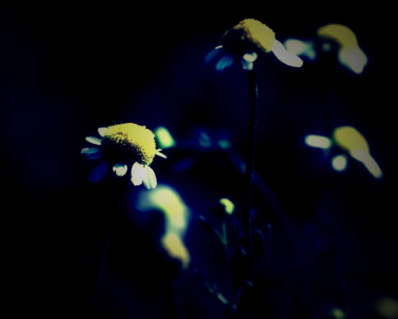 Стремный лепестун обои