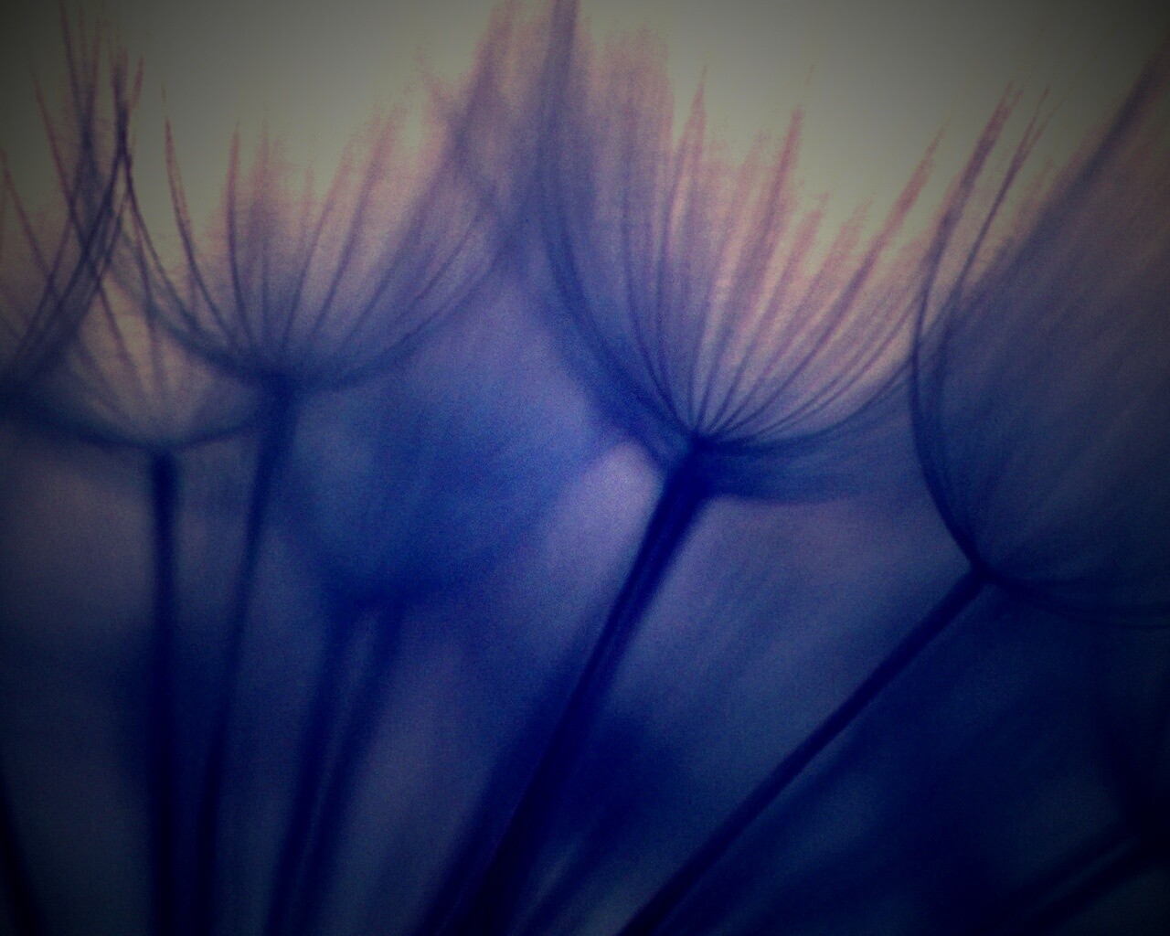 Рисунок одуванчика обои