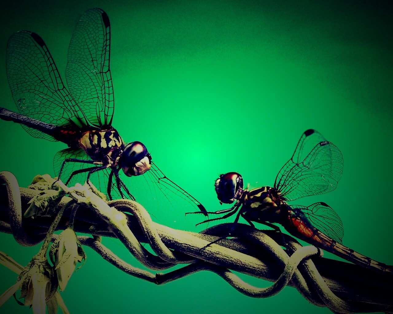 Две стрекозы обои