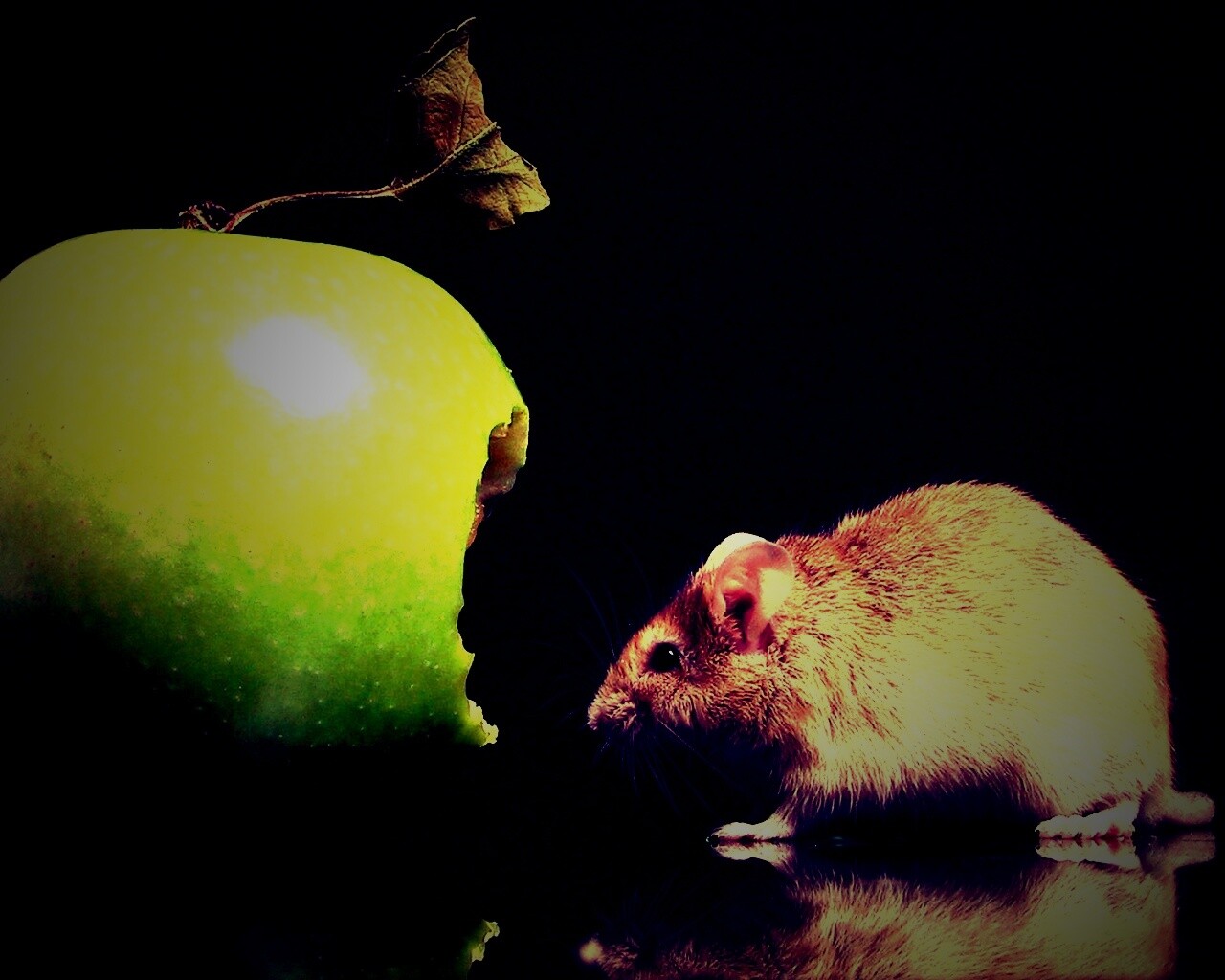 Мышь надкусила яблоко обои