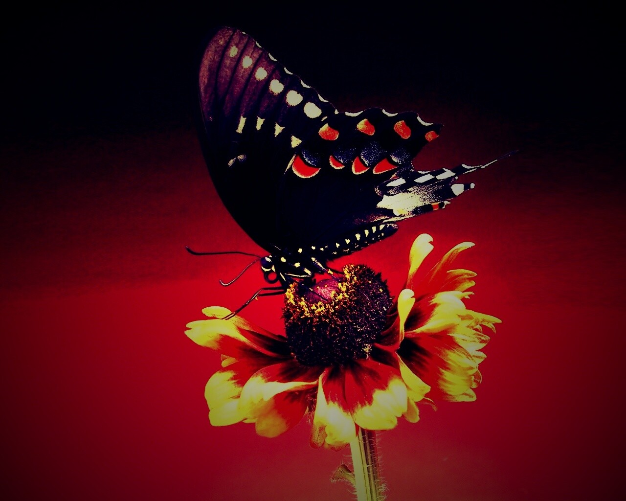 Бабочка на цветке обои