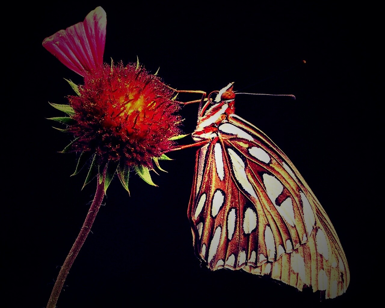 Бабочка на цветке обои