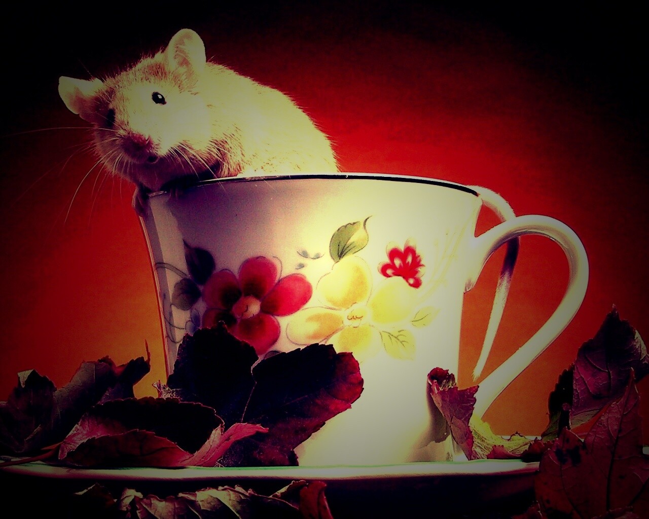 Мышонок выбирается из чашки обои