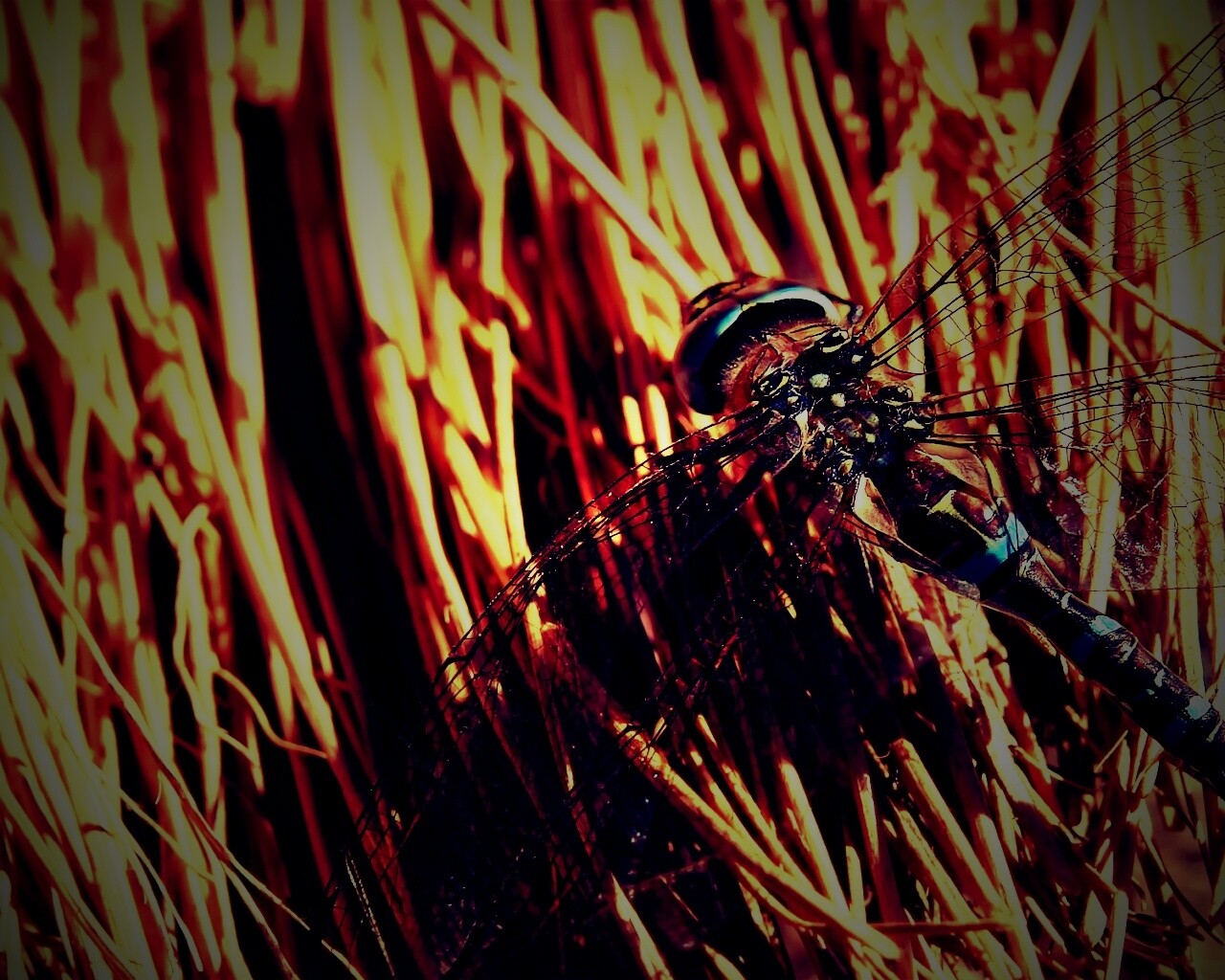 Стрекоза на сене обои