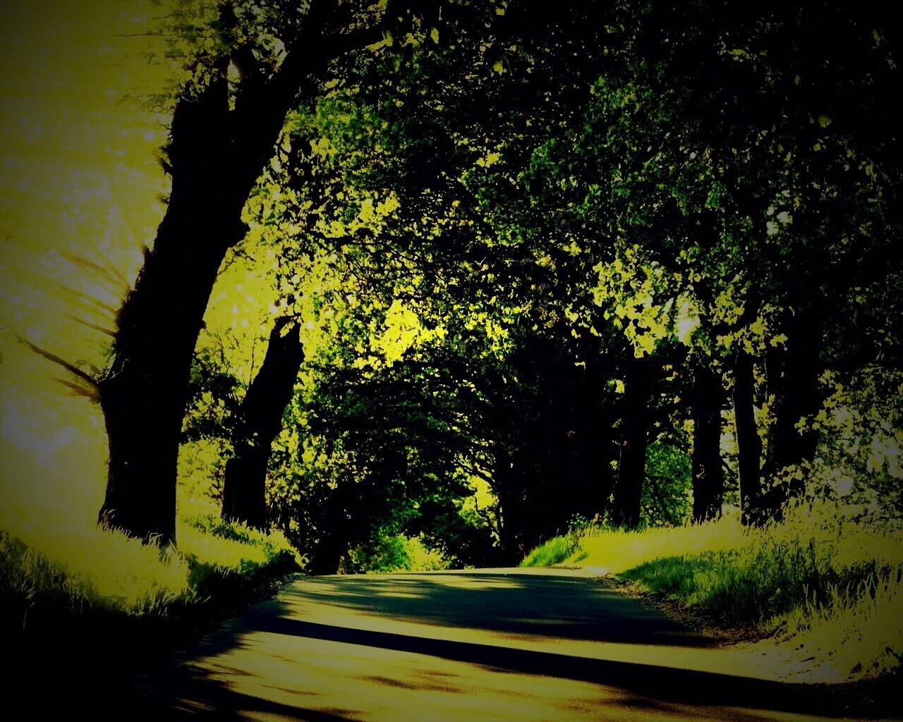 Зеленая аллея обои