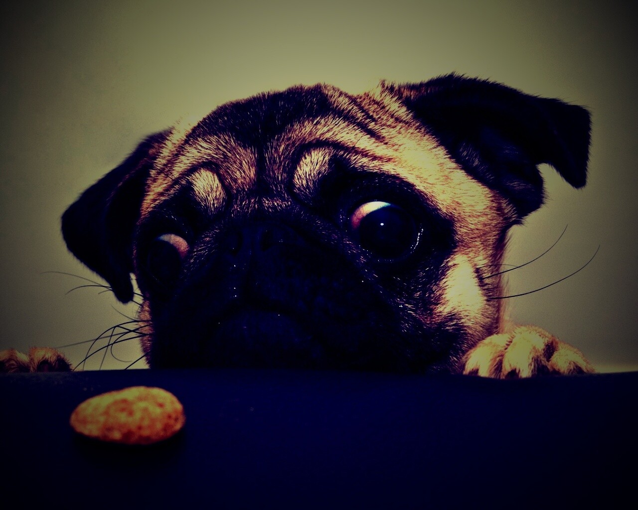 Собака нашла печеньку обои