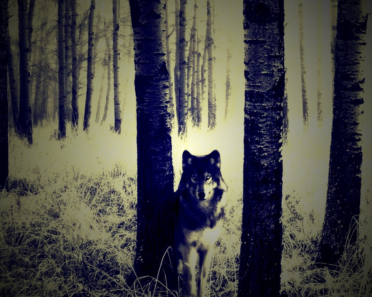 Волк в лесу обои