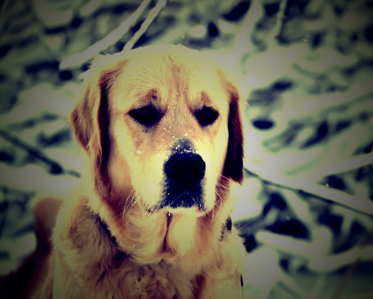 Собака зимой обои