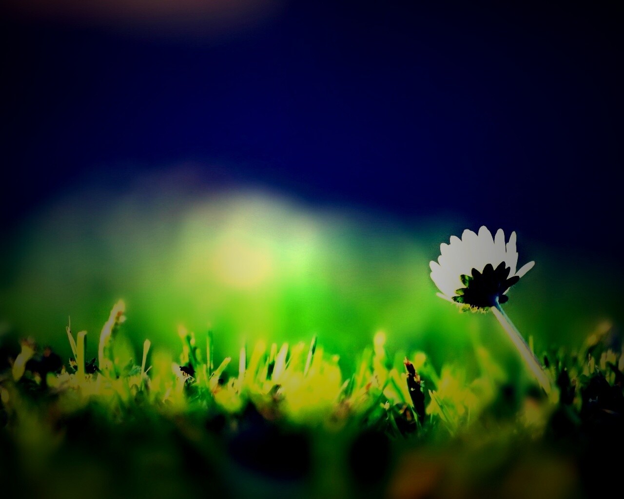 Цветок на траве обои