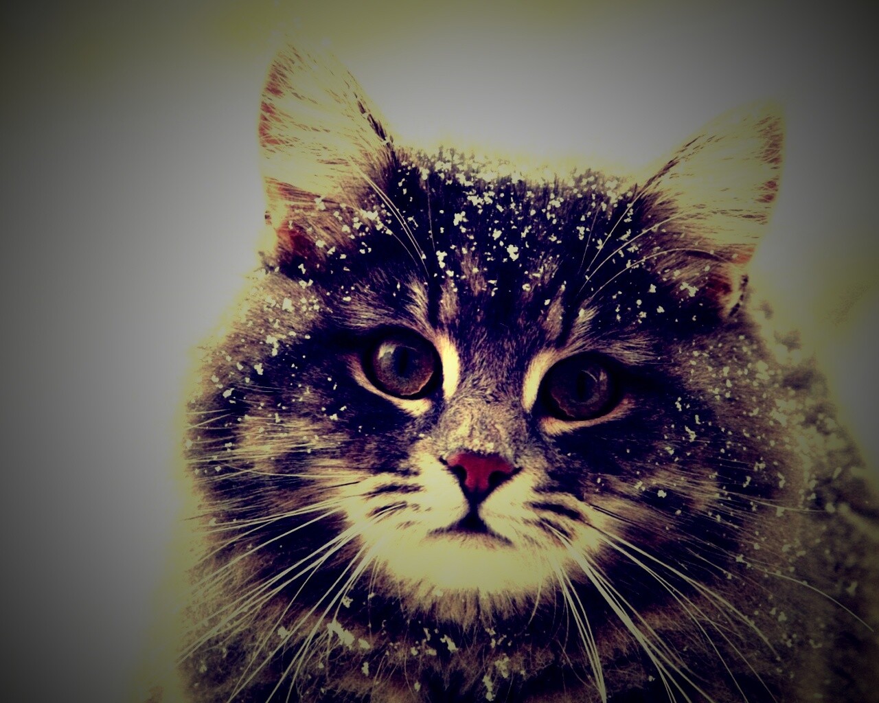 Кот в снегу обои