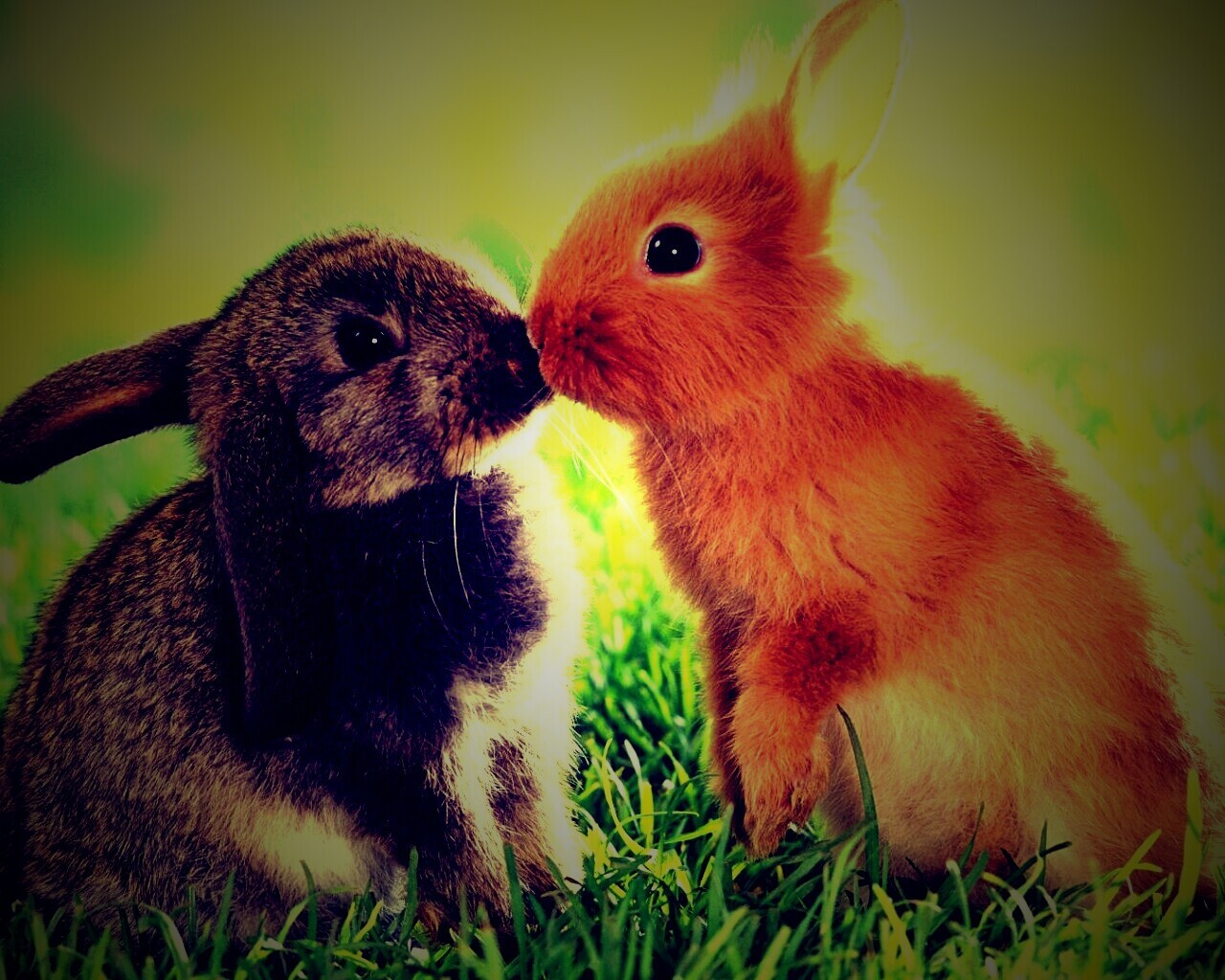 Кролики обои