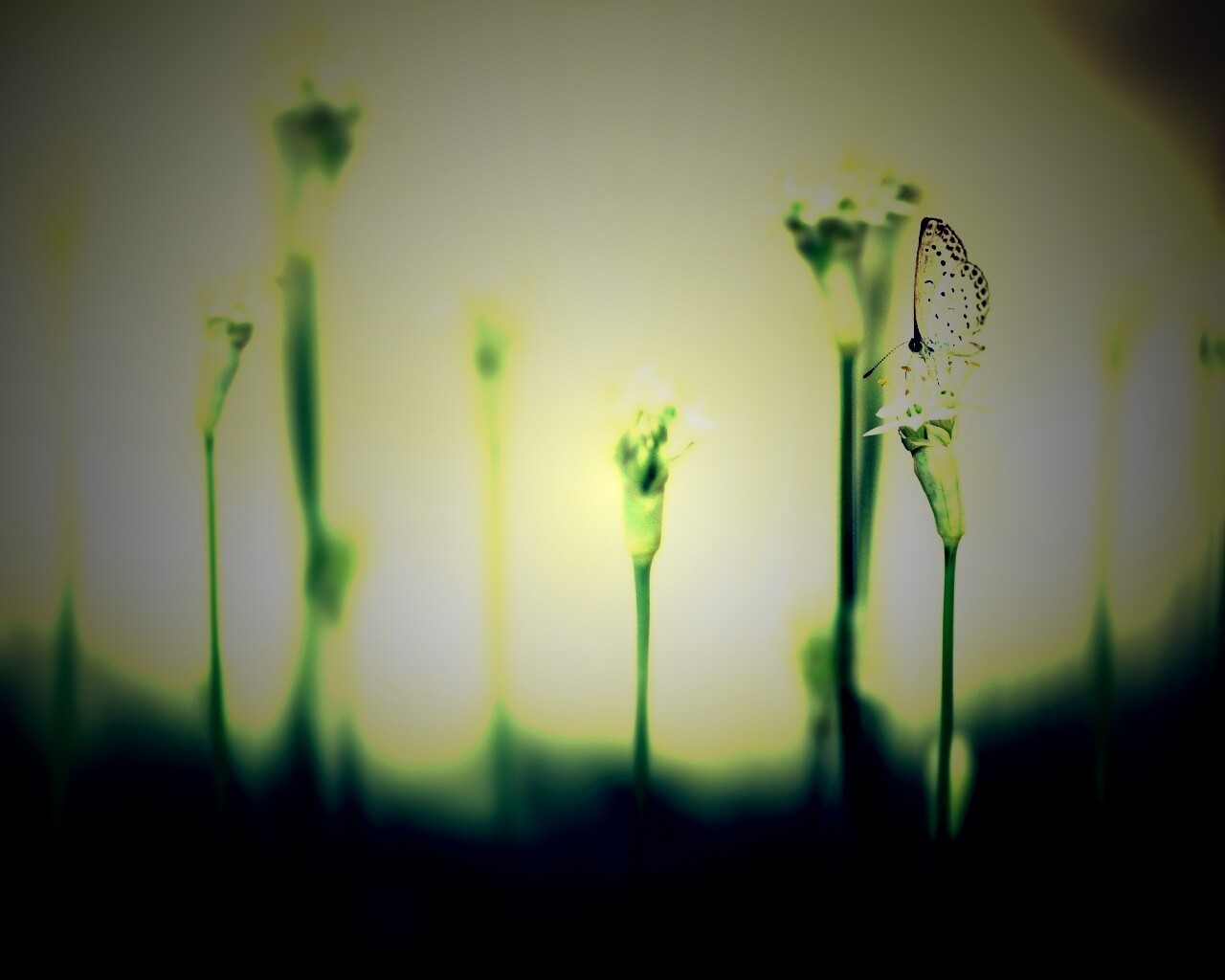 Бабочка на цветке обои