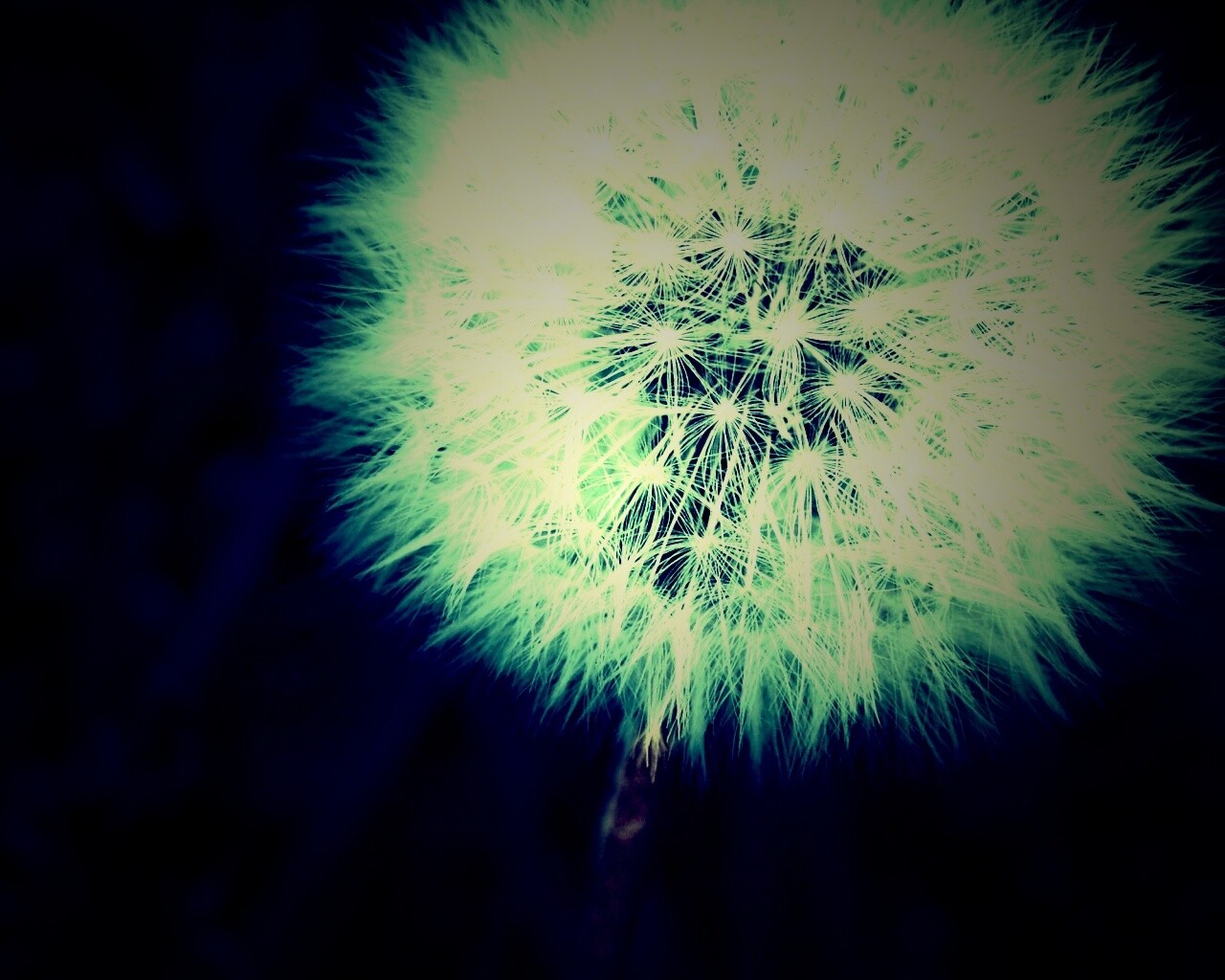 Одуванчик обои