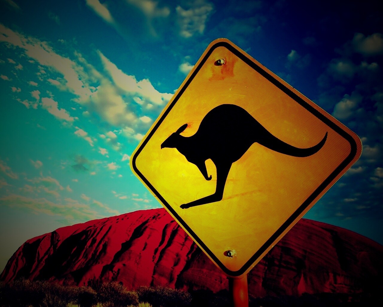 Осторожно, кенгуру! обои