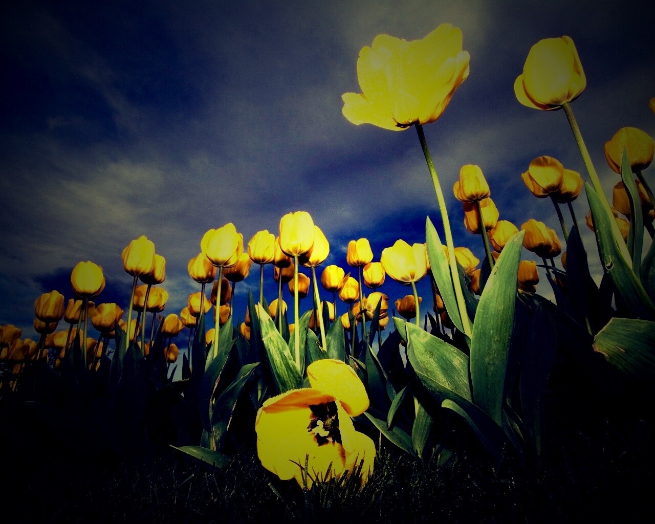 Жёлтые тюльпаны обои