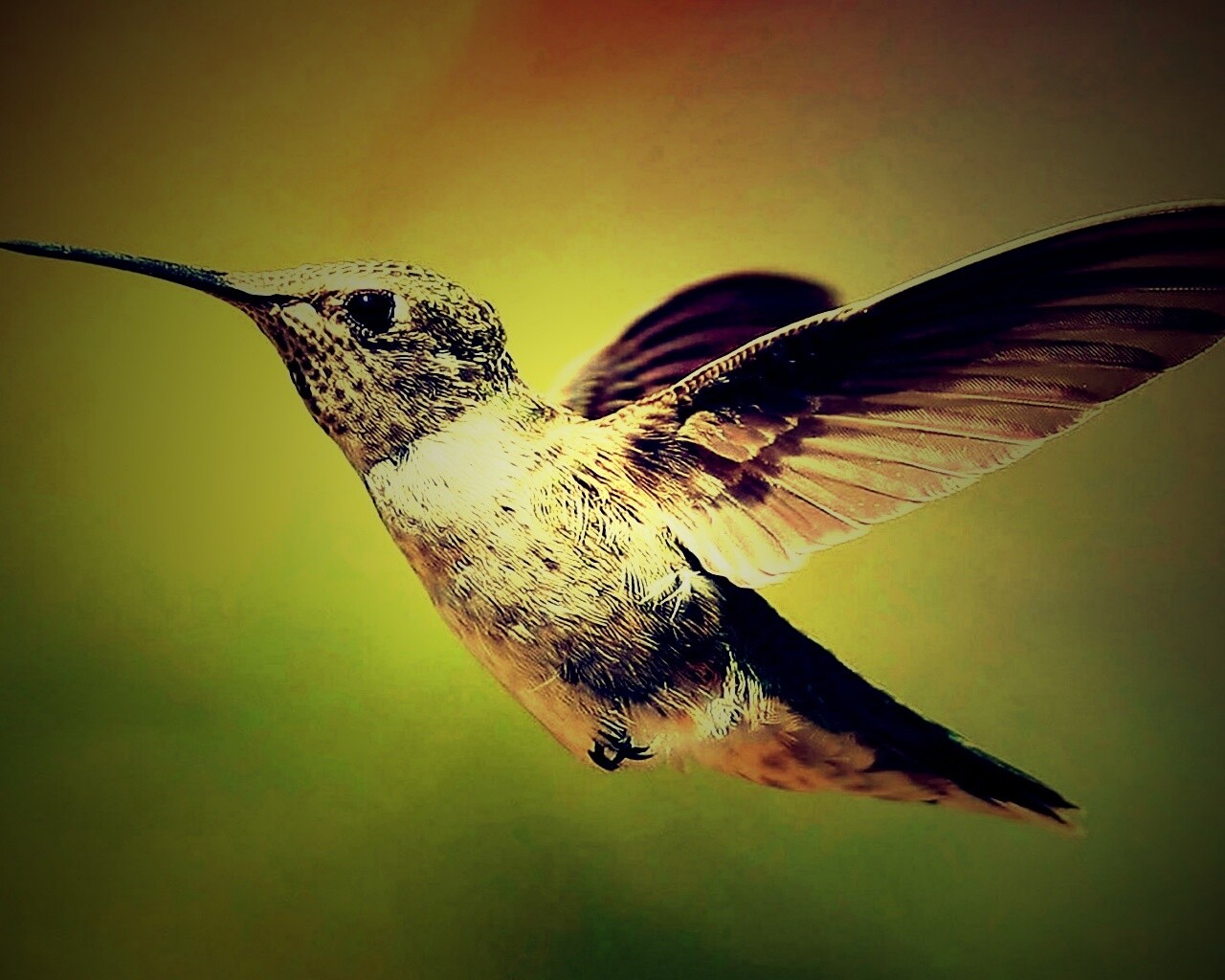 Колибри в полёте обои