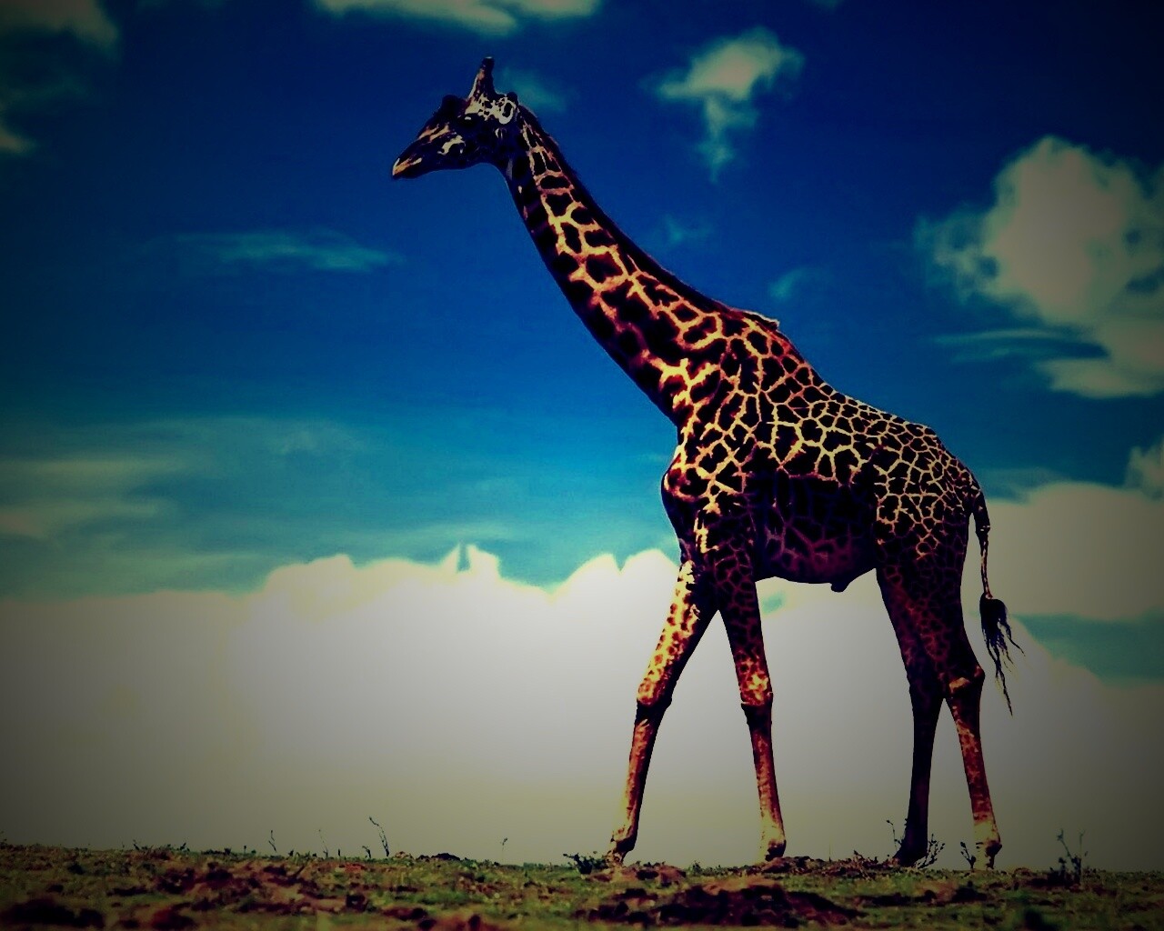 Жираф на прогулке обои