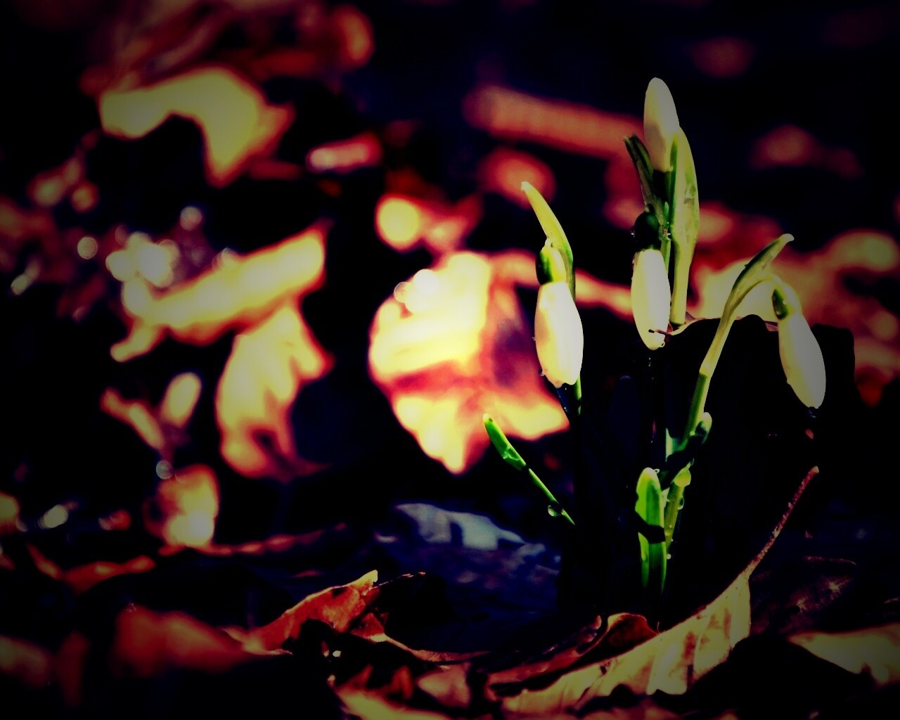 Первые весенние цветы обои