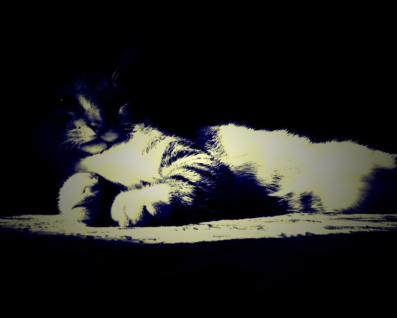 Котик в тени обои