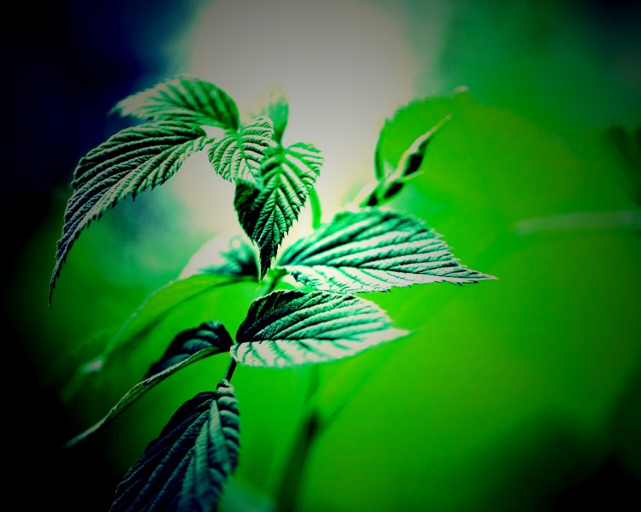 Листья малины обои