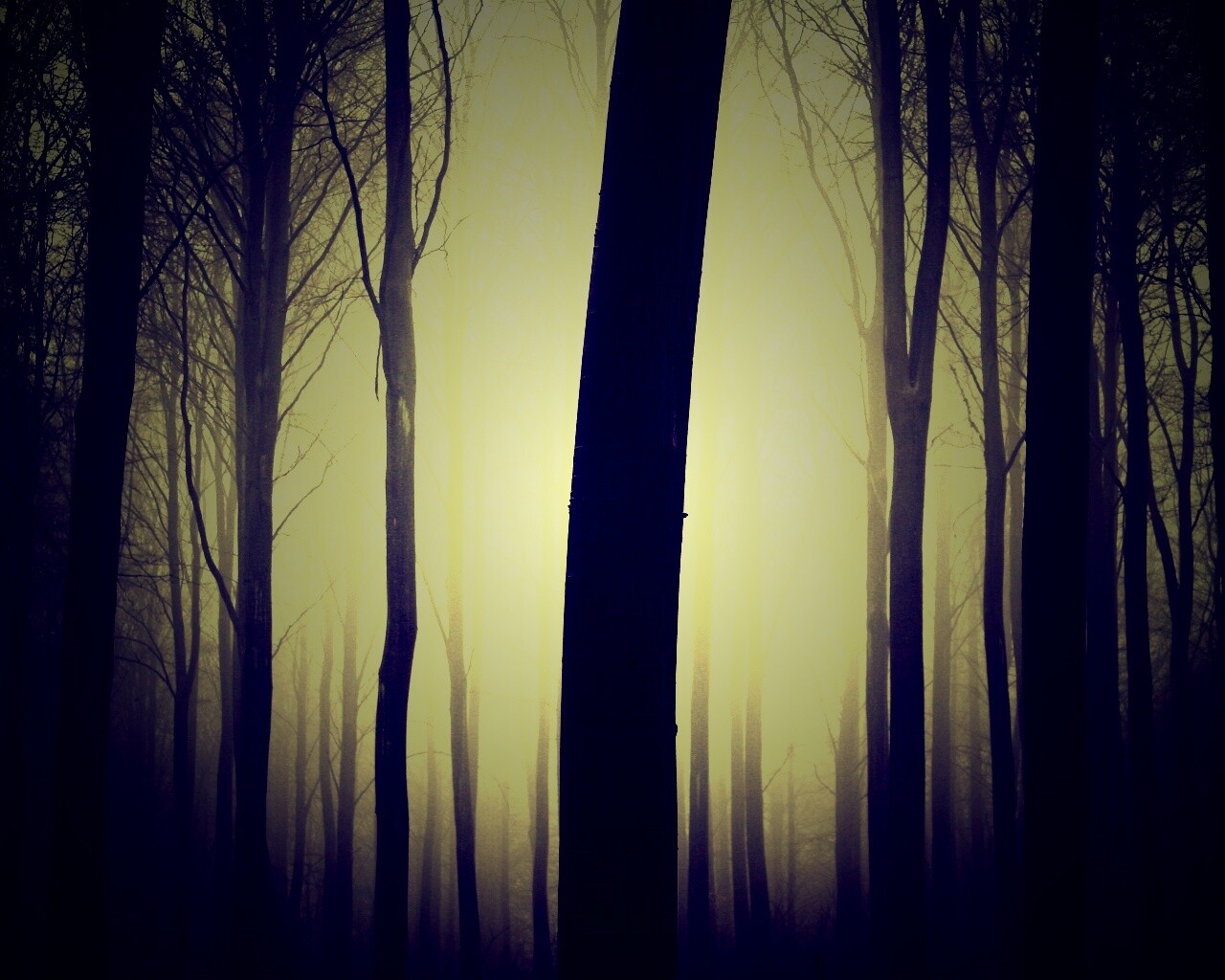 Туман в лесу обои