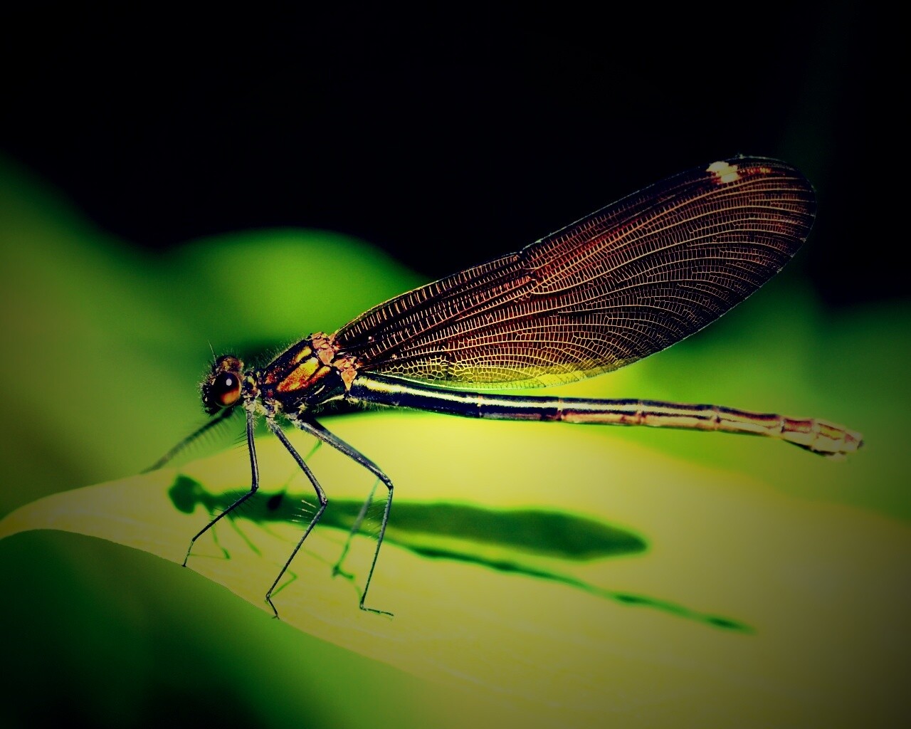 Стрекоза на листе обои