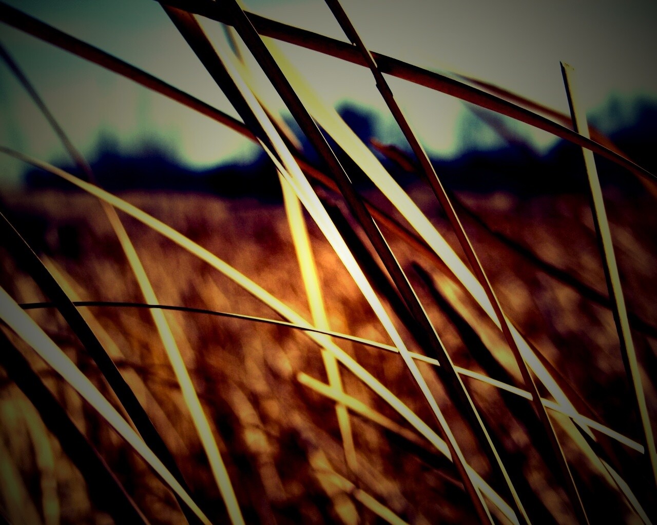 Желтая трава обои