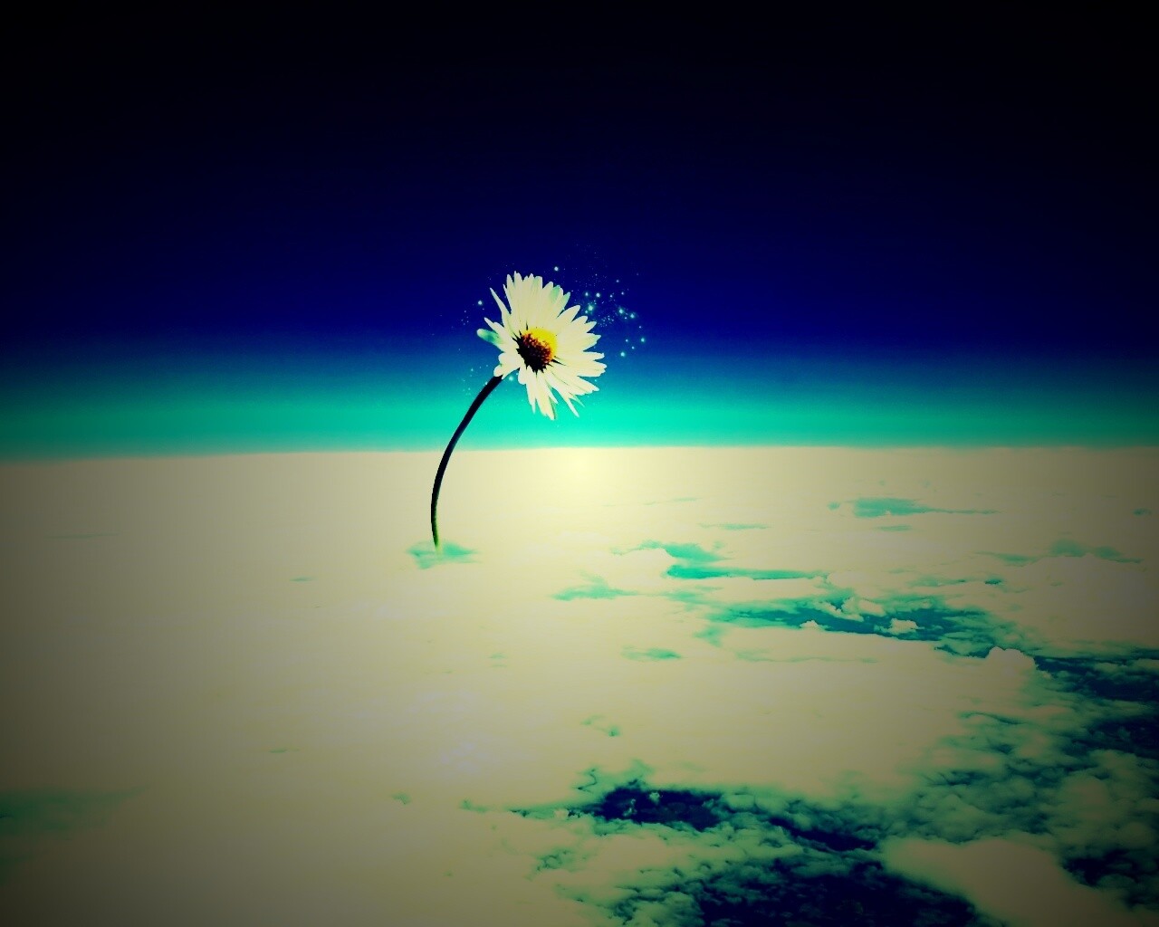 Ромашка в стратосфере обои