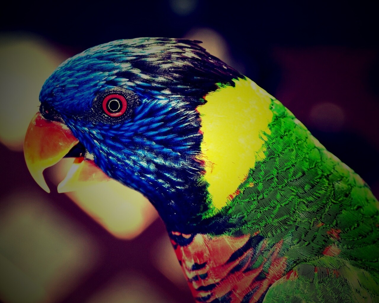 Красноглазйы попугай обои