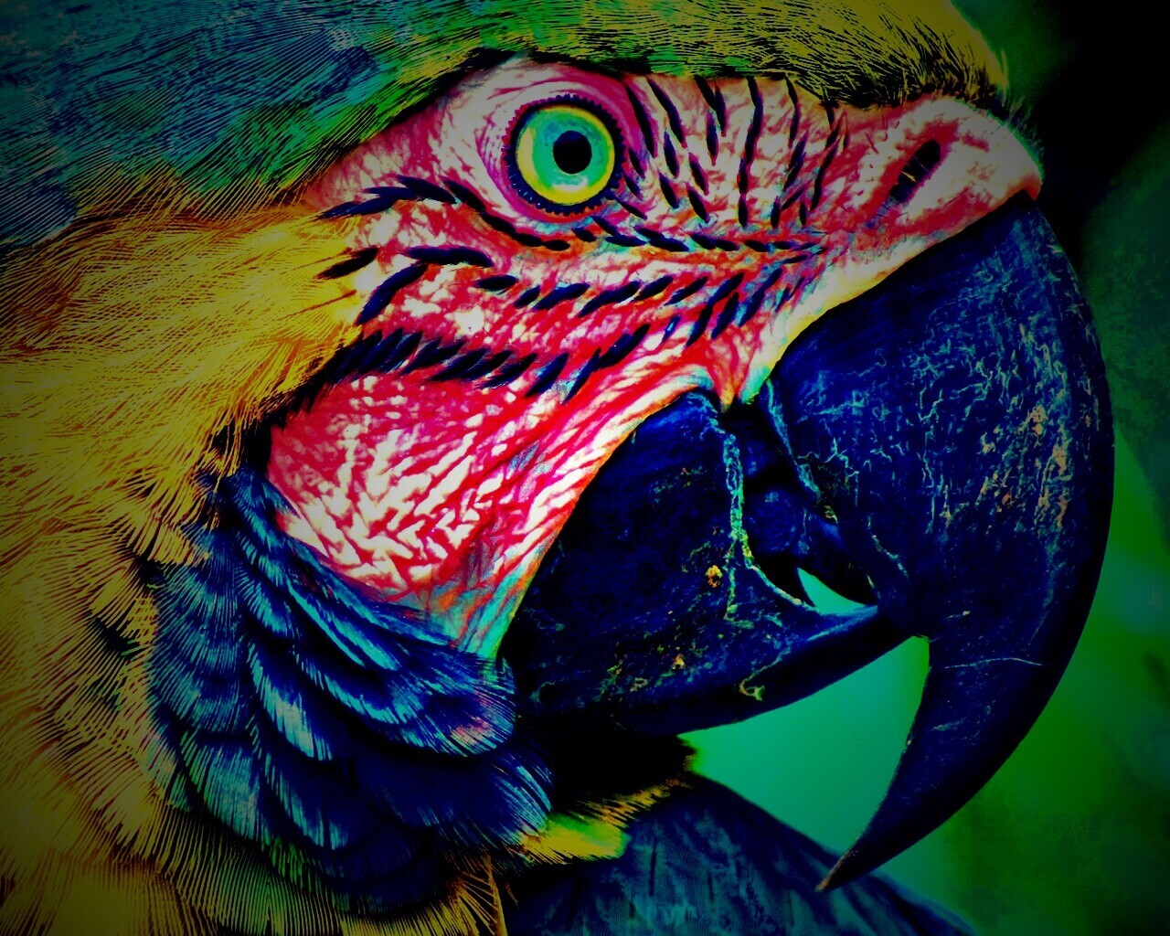 Попугай обои
