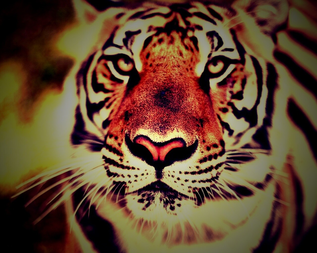 Красавец тигр обои