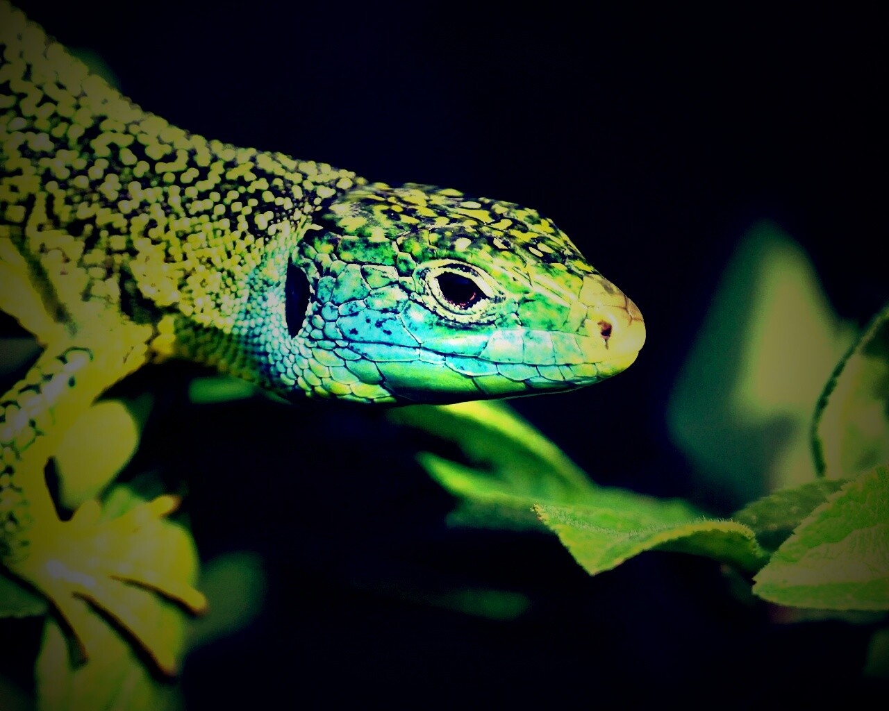 Ящерка на листьях обои