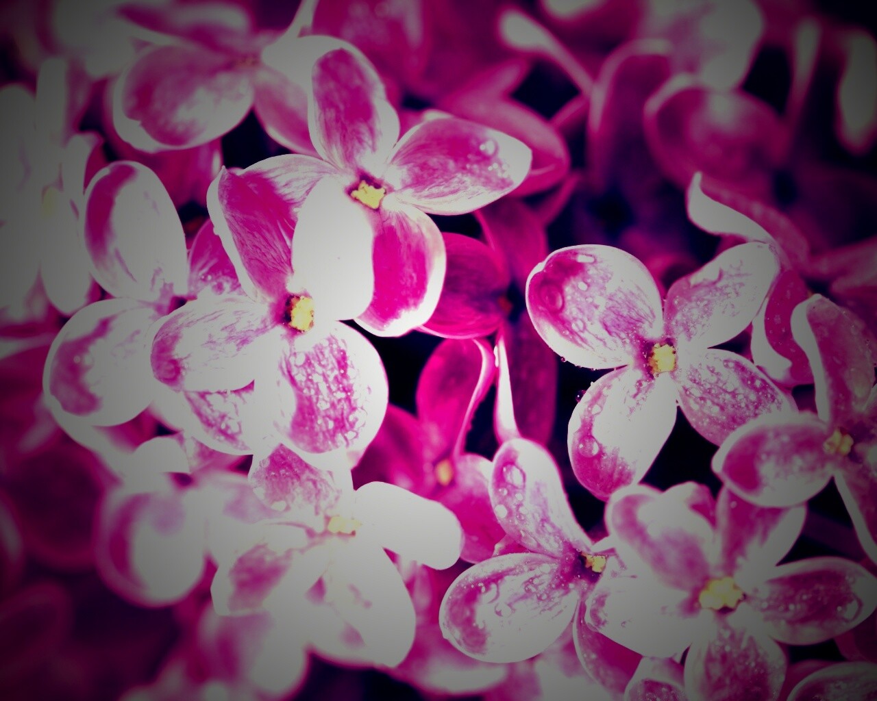 Цветы сирени обои