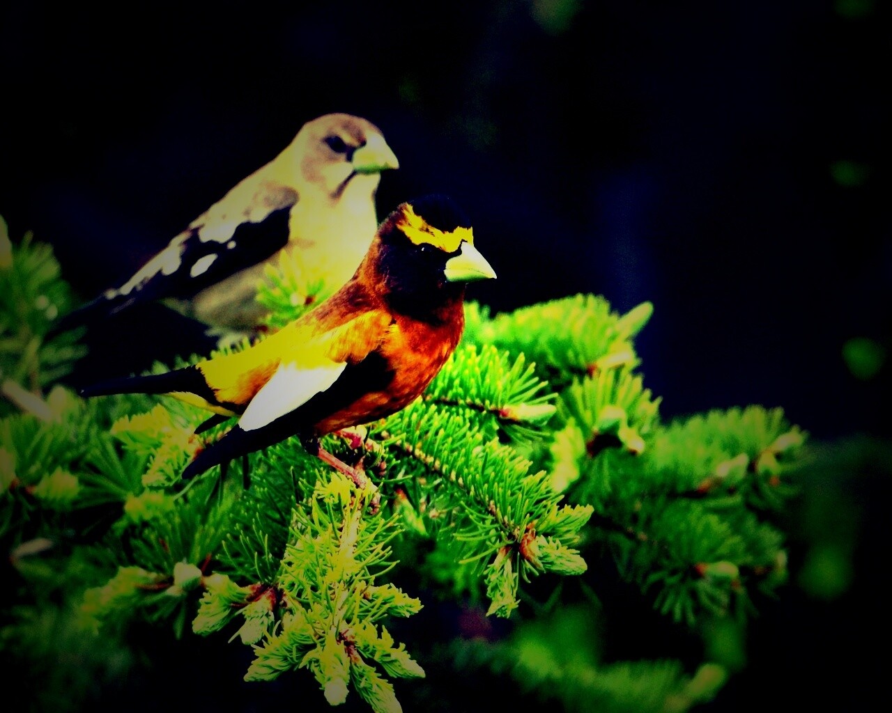 Птички с зелёными клювами обои