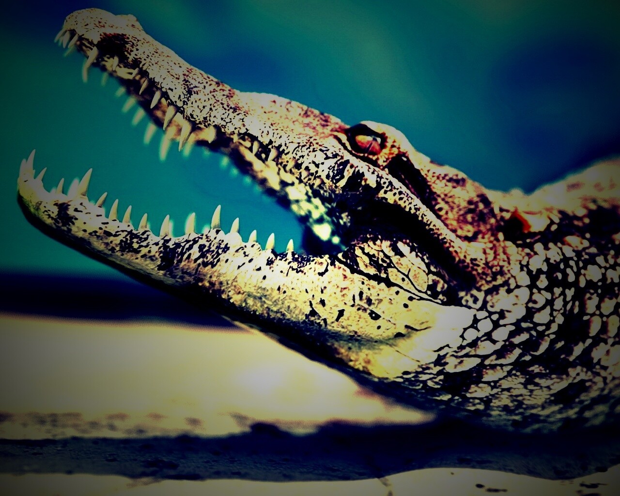 Крокодил разинул пасть обои