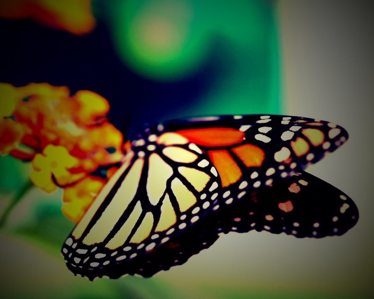 Бабочка на цветке в макро обои