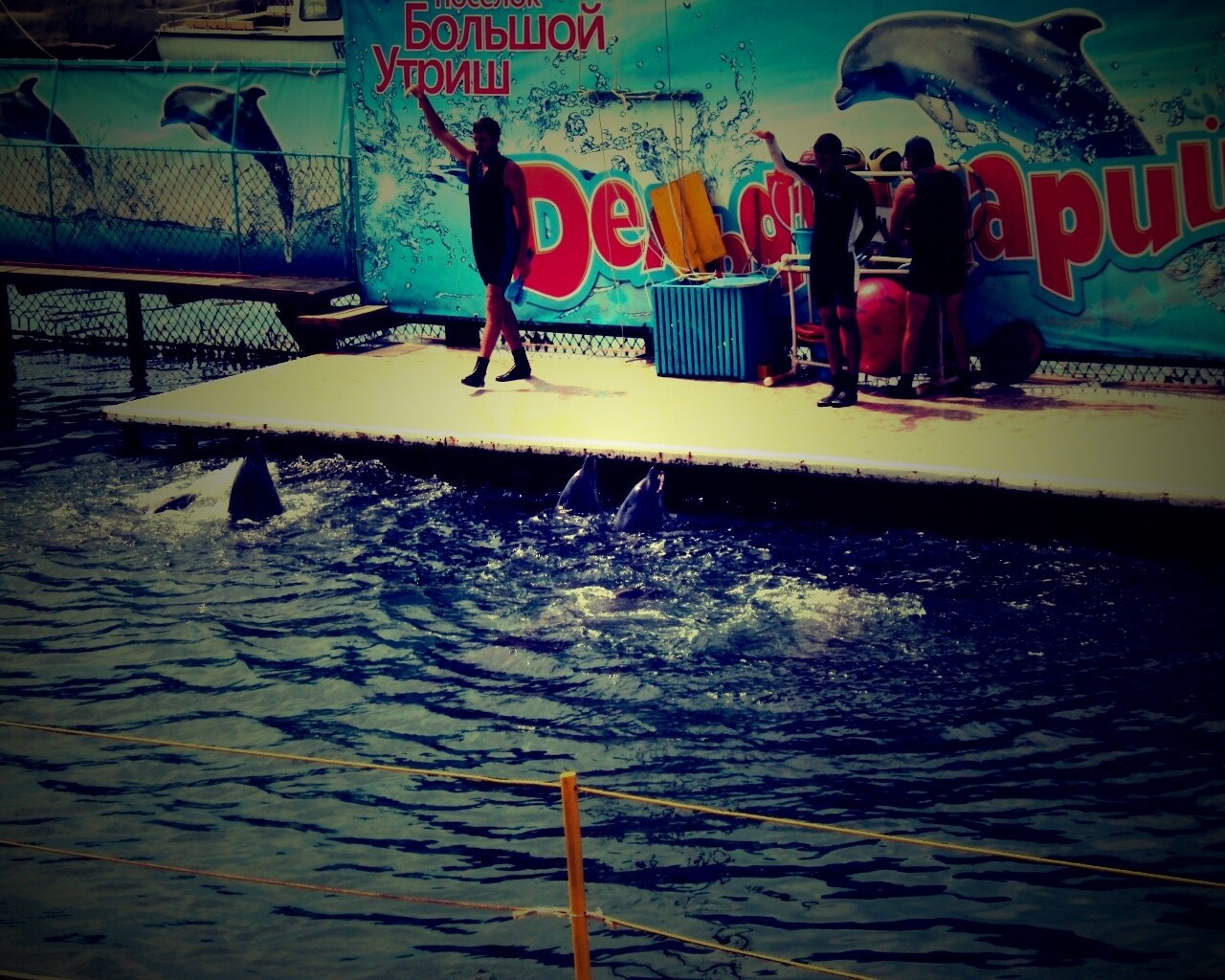 Утро в дельфинарии обои