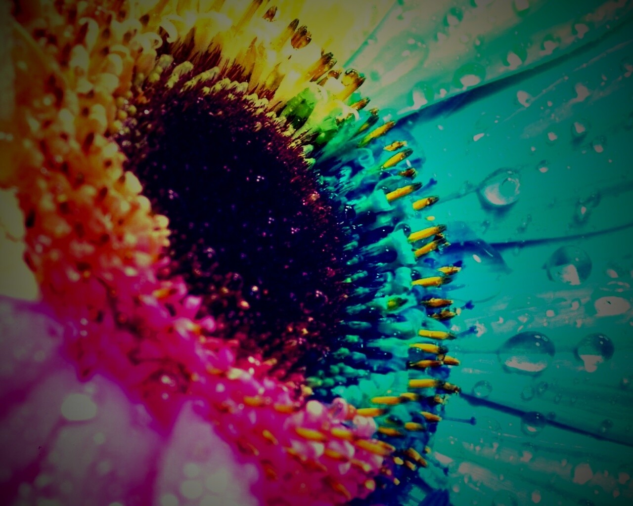 Цветик семицветик обои