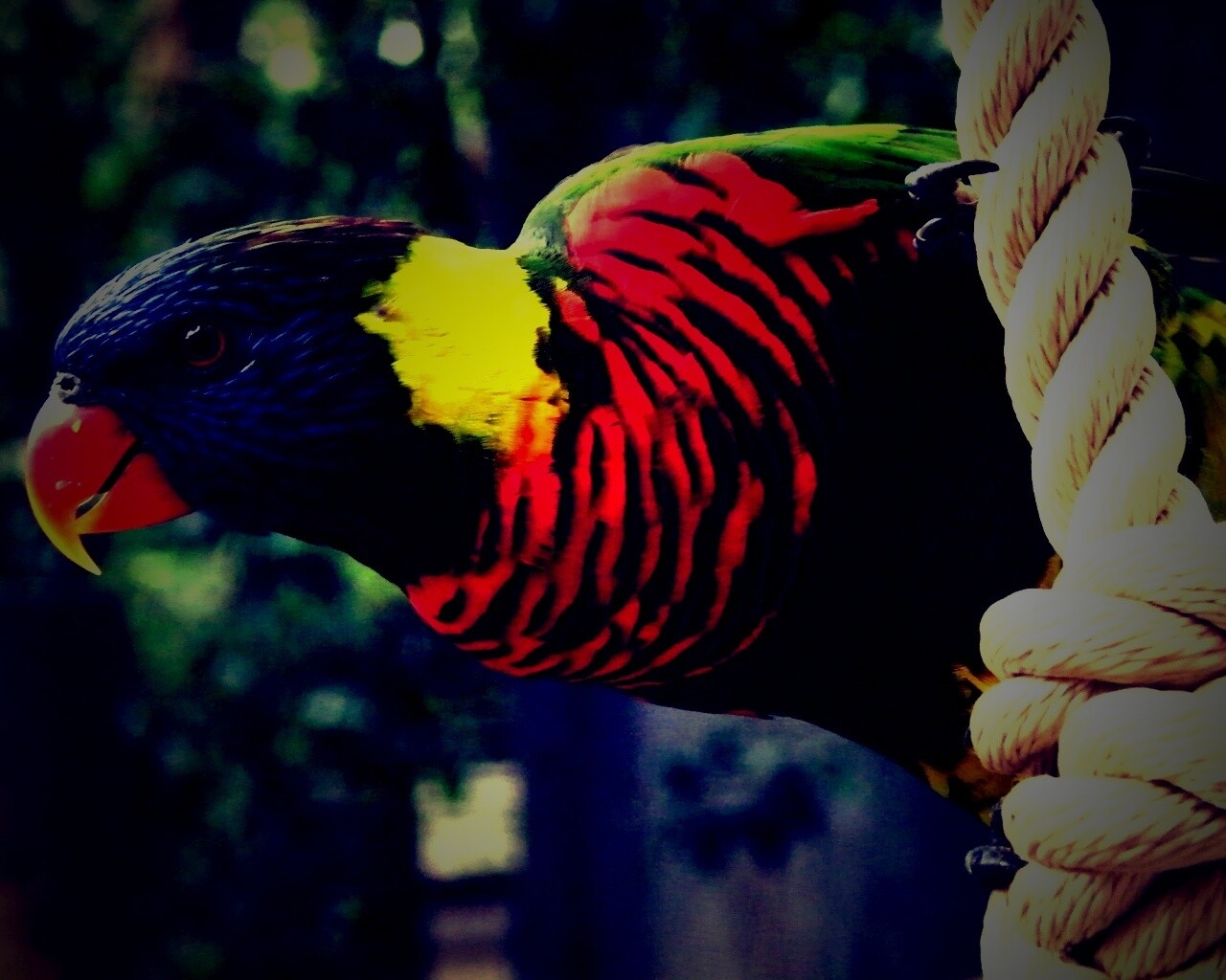 Попугай на канате обои