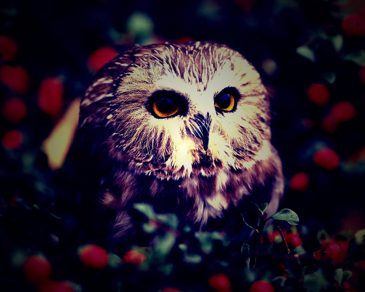 Маленькая сова в ягодах обои