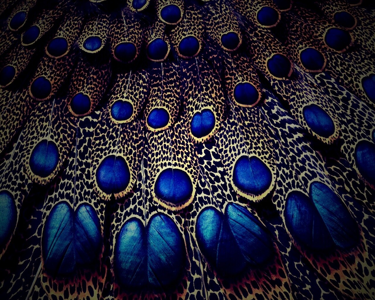 Хвост павлина обои